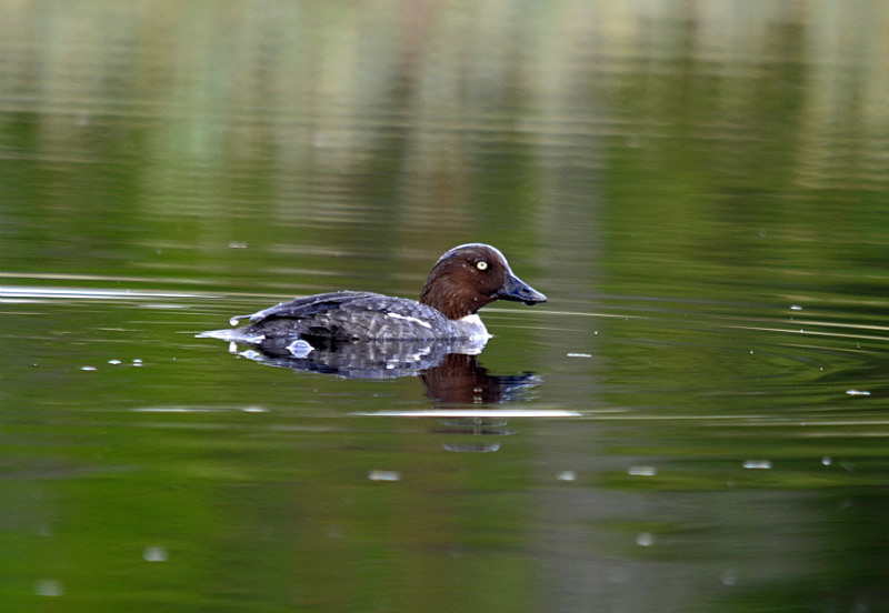 Goldeneye - North east Finland