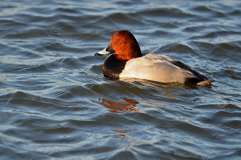 Common Pochard - Diving ducks