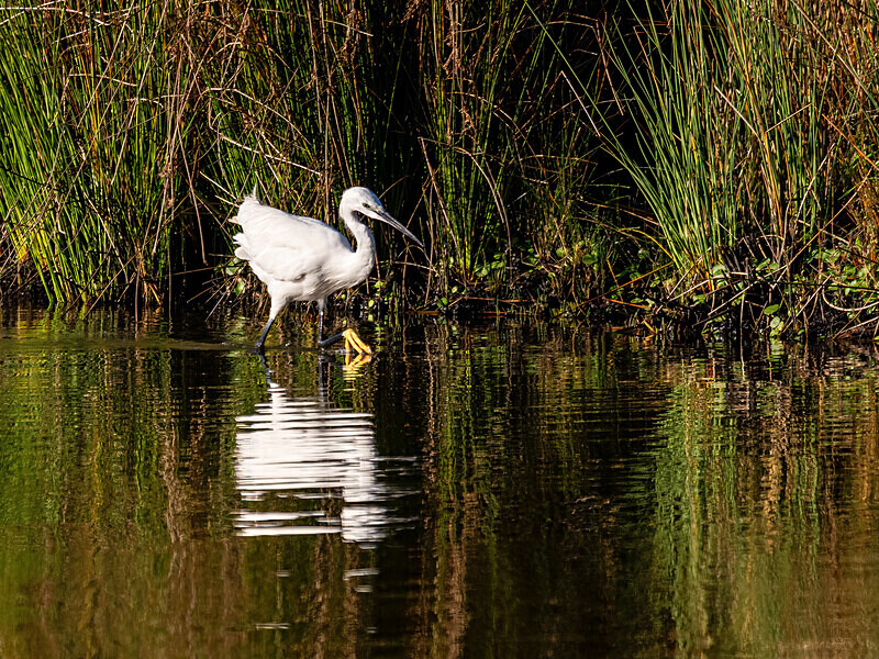 Little Egret - Latest photos
