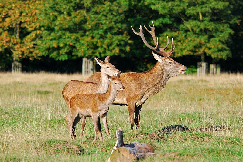 Red Deer - Red Deer