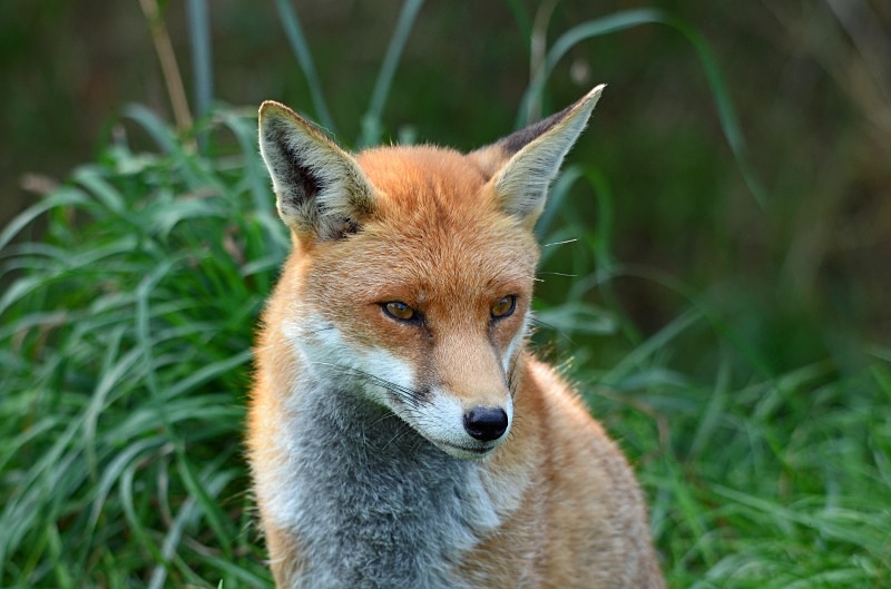 Red Fox - Red Fox