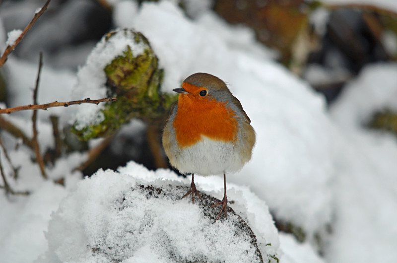 Robin - Robins