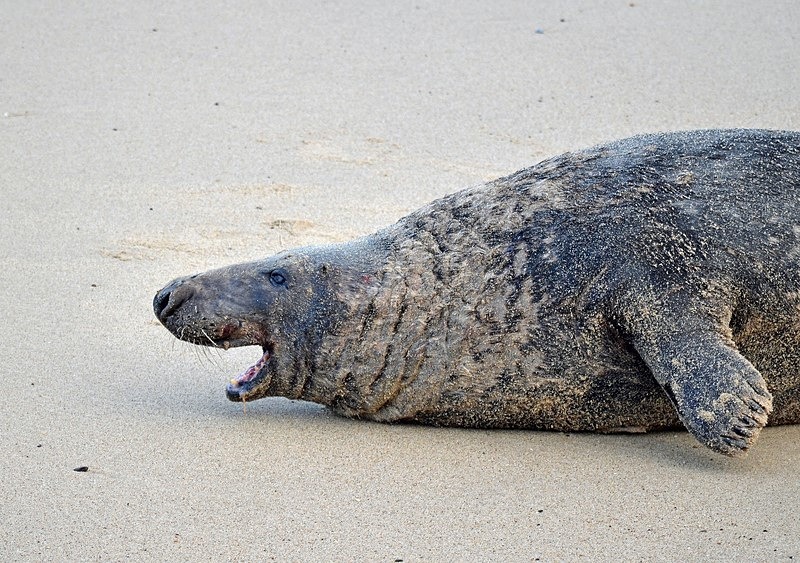 Atlantic Grey Seal - Atlantic Grey Seals