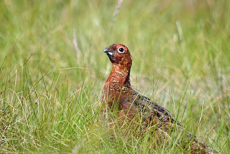 Red Grouse - Game birds