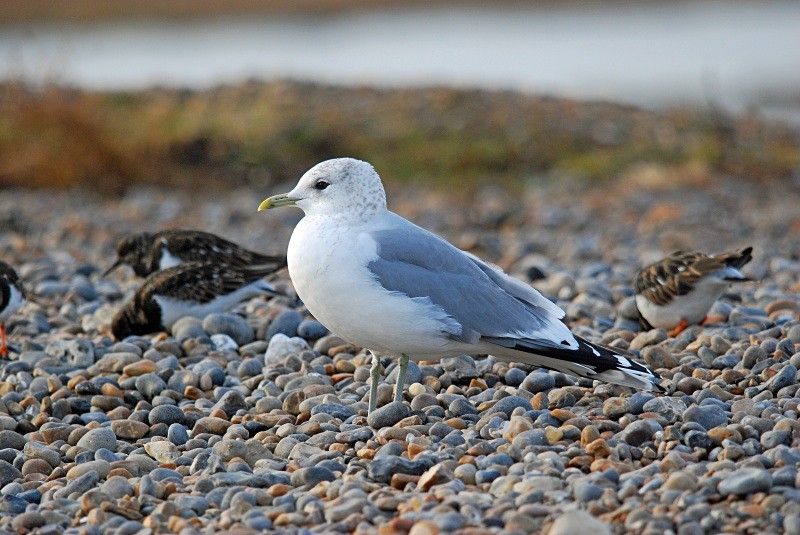 Common Gull - Gulls