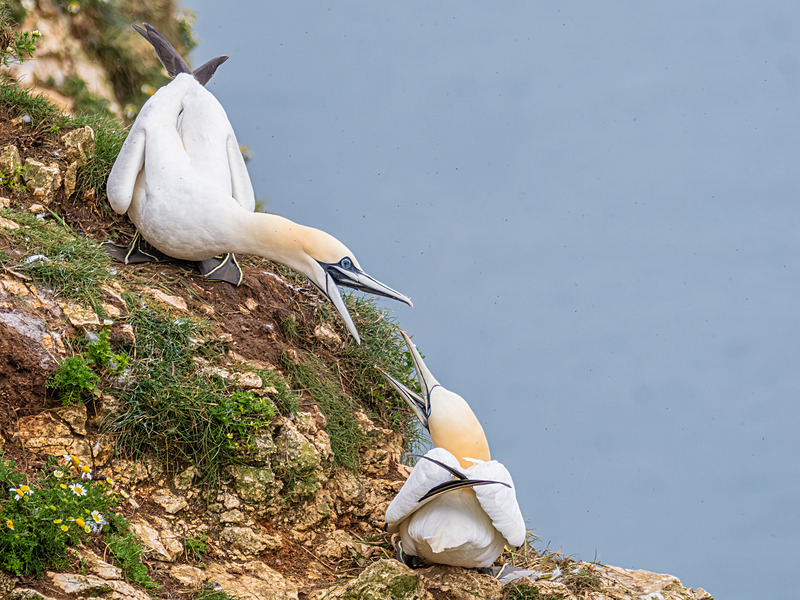 Gannets - Latest photos