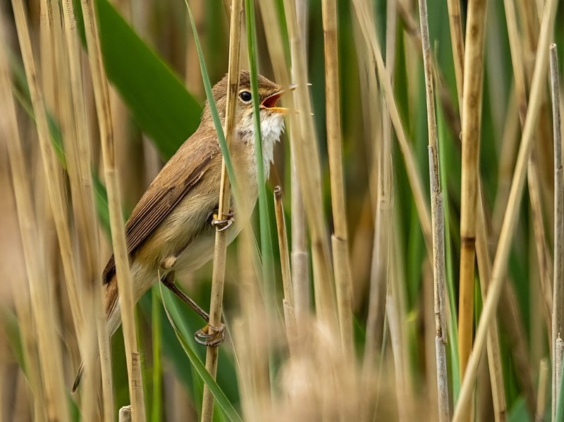 Reed Warbler - Warblers