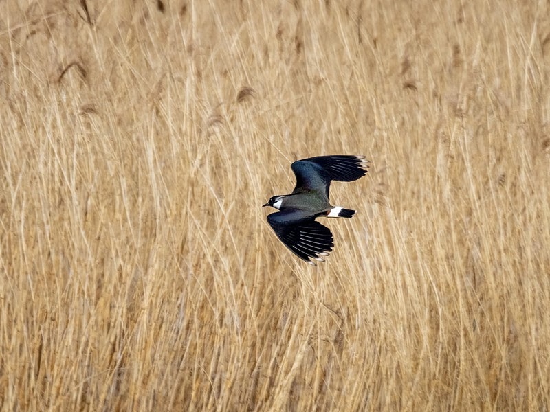 Lapwing - Plovers