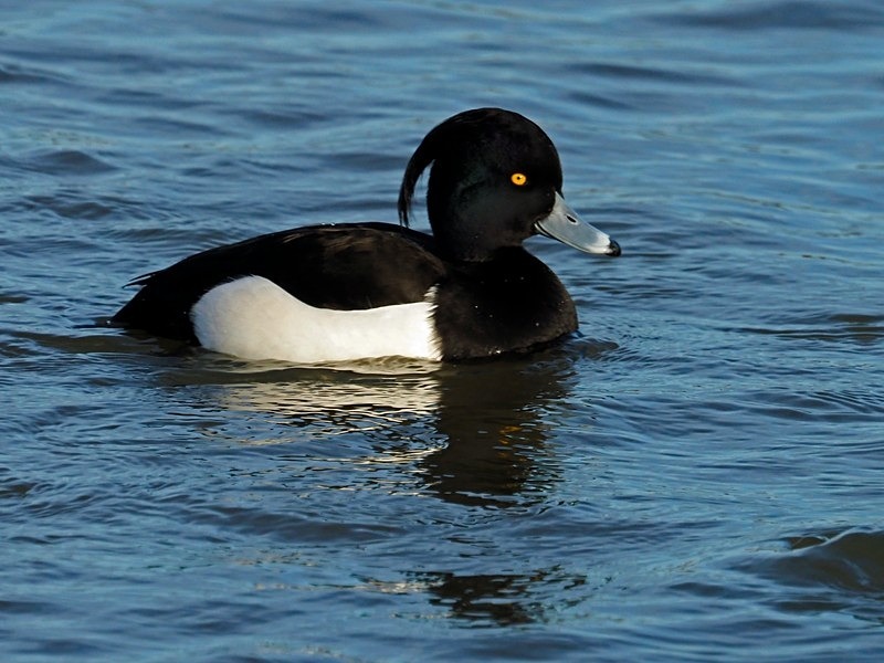 - Diving ducks