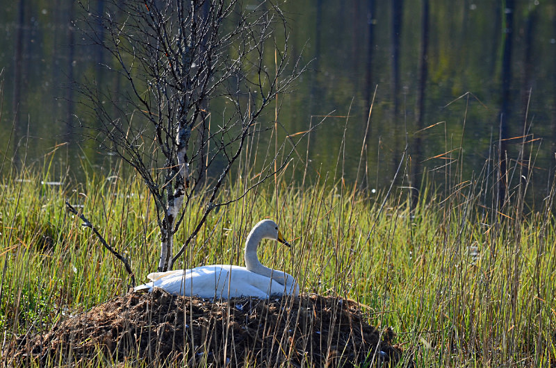 Whooper Swan - North east Finland