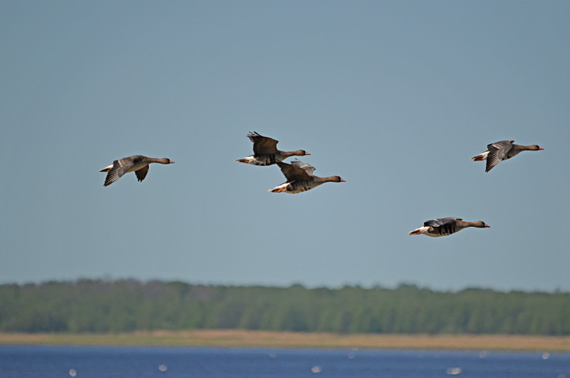 White-fronted Geese - Estonia