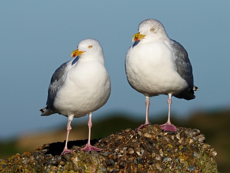 Herring Gulls - Gulls