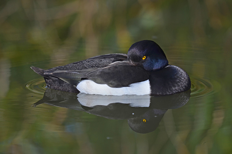 Tufted Duck