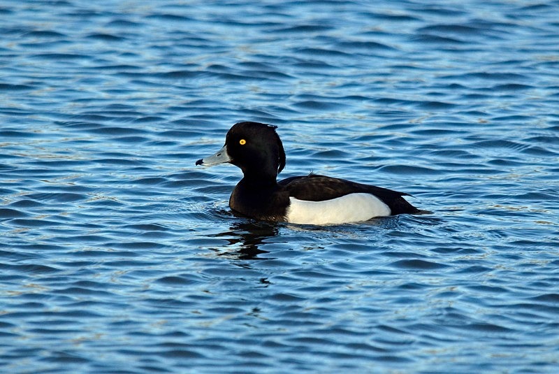 Tufted Duck - Diving ducks