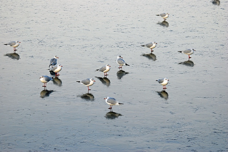 Black-headed Gulls - Gulls