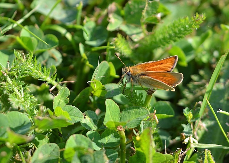 Small Skipper - Butterflies