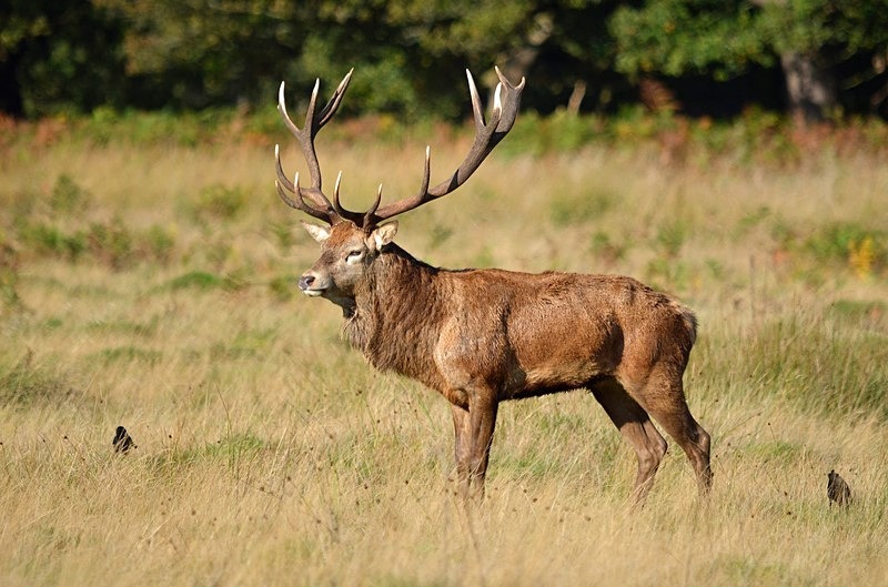 Red Deer - Red Deer