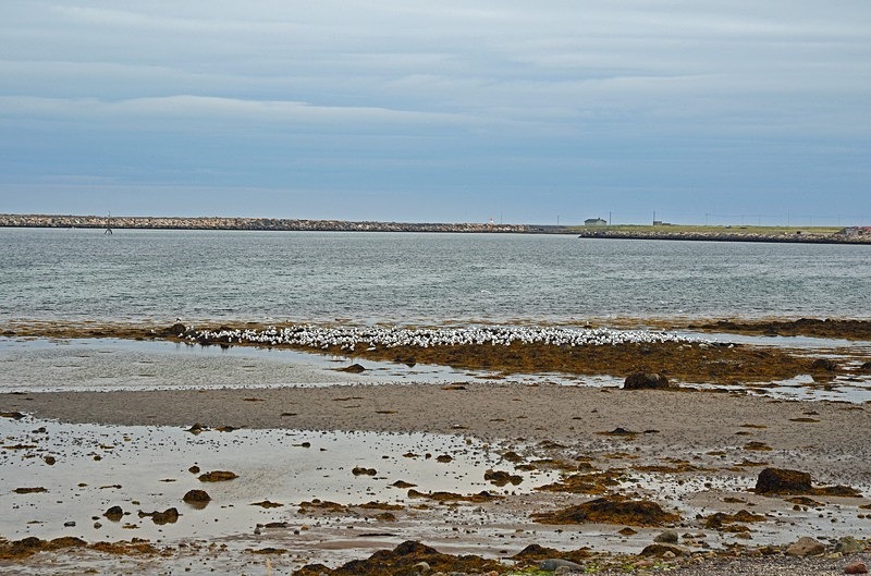 Svartnes harbour, Varanger peninsula, Troms og Finnmark, Norway - North Norway