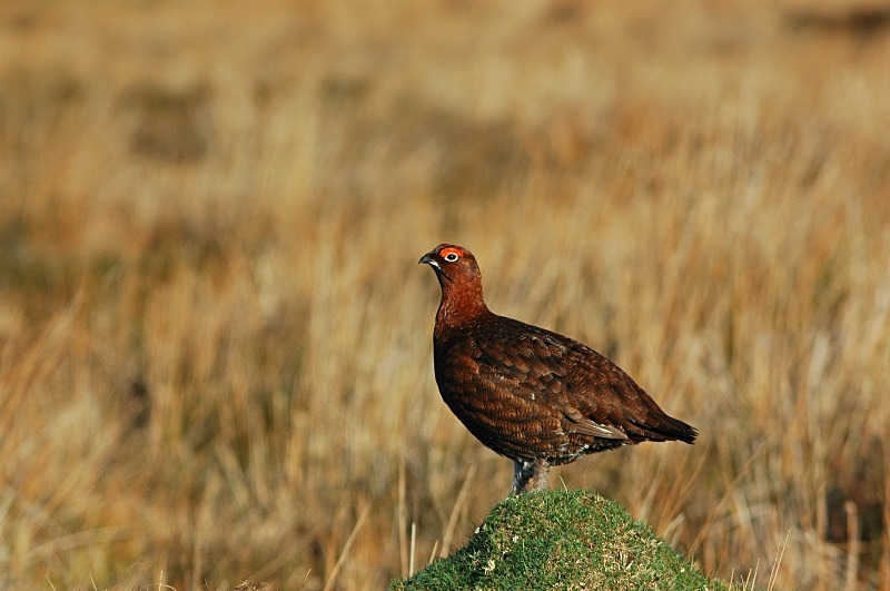 Red Grouse - Game birds