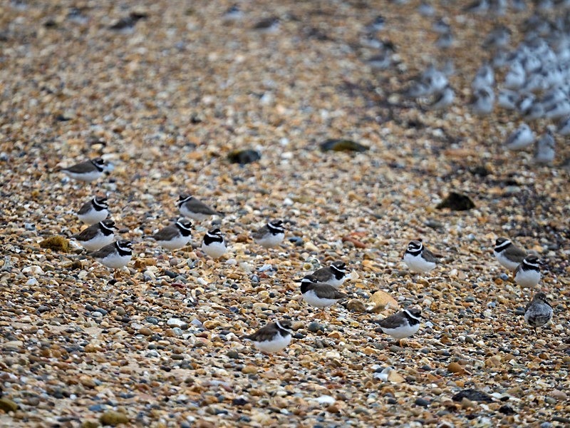 Ringed Plovers - Plovers