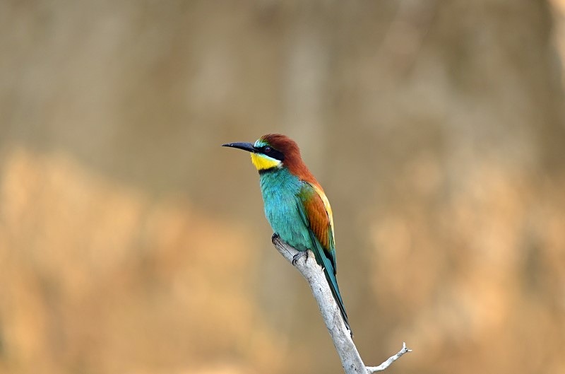 European Bee-eater - Bulgaria