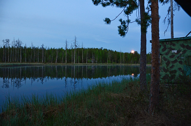 Wild Brown Bear Centre, near Vartius, Kainuu, Finland - North east Finland