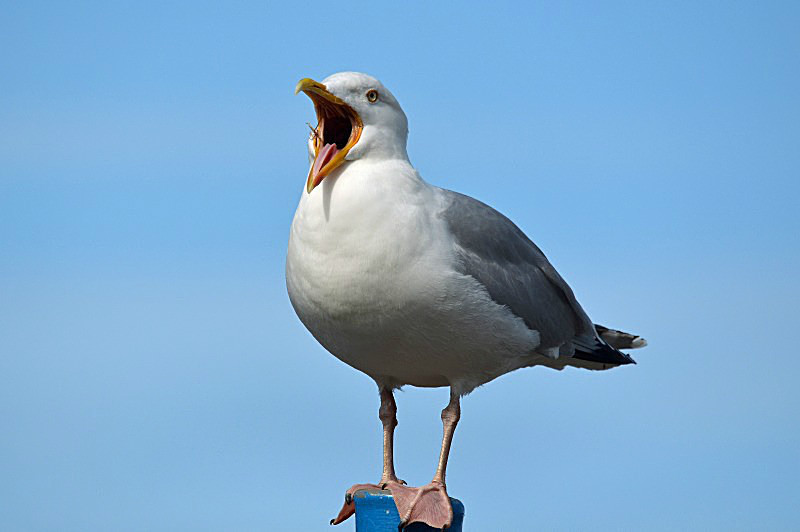 May 2014 - Herring Gull - Photos of the month