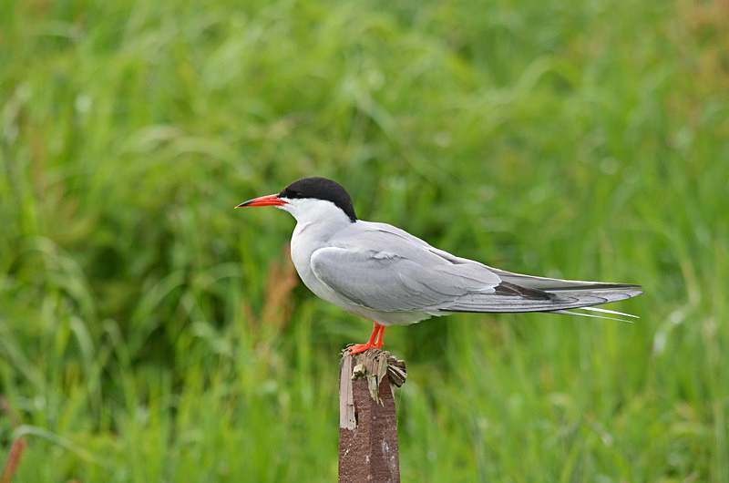 Common Tern - Terns