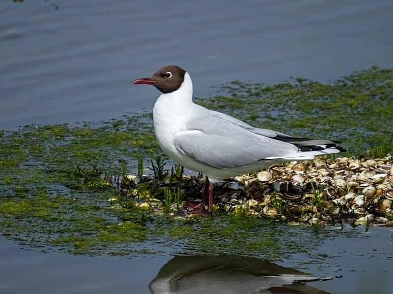Black-headed Gull - Gulls