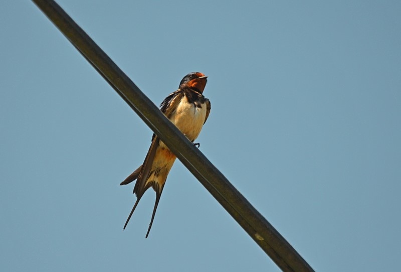Swallow - Hirundines