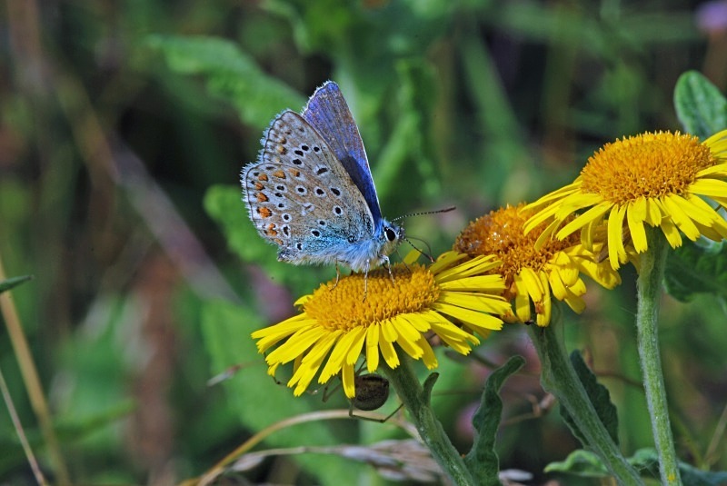 Common Blue - Butterflies