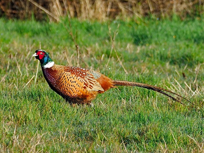 Pheasant - Game birds