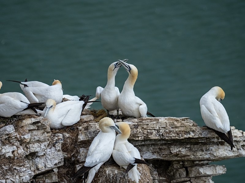 Gannets - Gannets