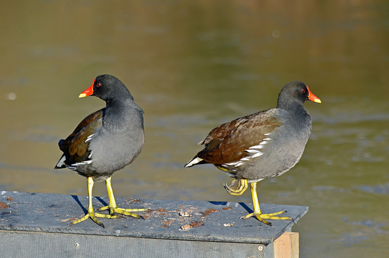 Moorhens - Crakes and rails
