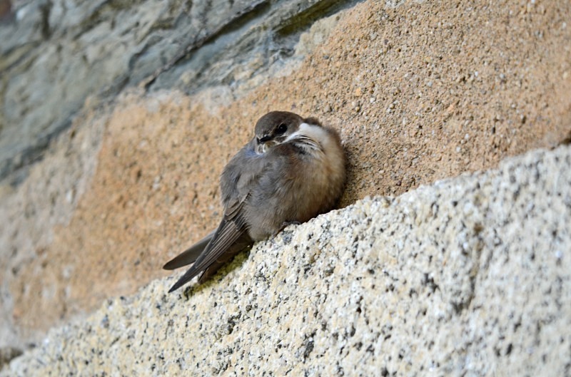 Crag Martin - South and west Spain - April and May 2012