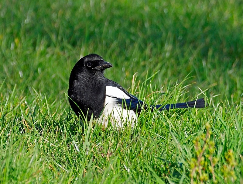 Magpie