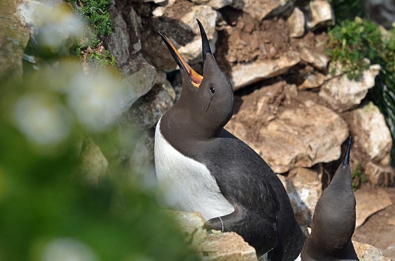 Common Guillemot