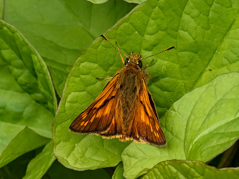 Large Skipper - Latest photos