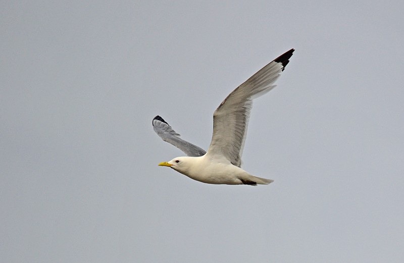 Kittiwake - North Norway