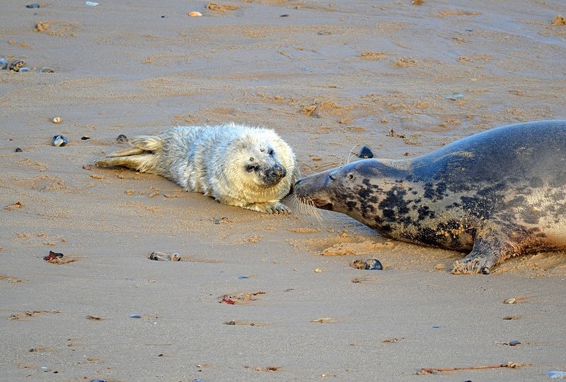 Atlantic Grey Seals - Atlantic Grey Seals