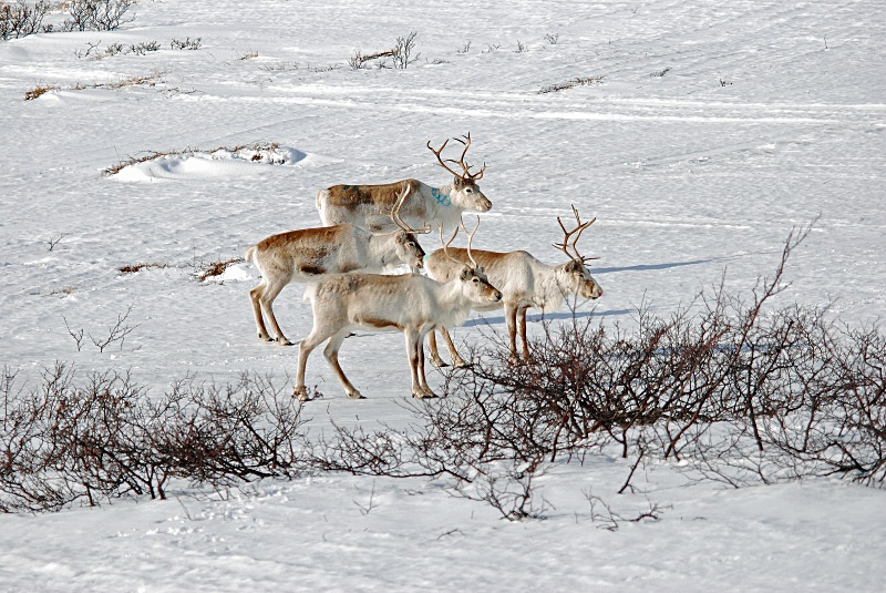 Reindeer - Norway