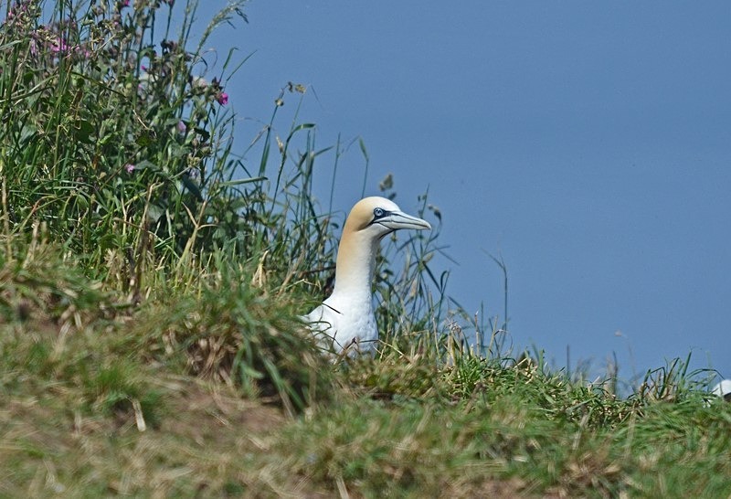 Gannet - Gannets