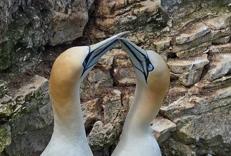 Gannets - Gannets