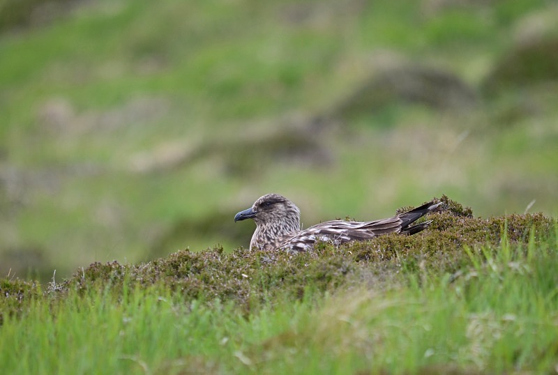 Great Skua - Skuas and shearwaters