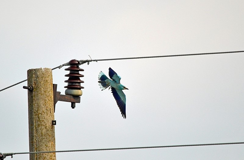 European Roller - Bulgaria