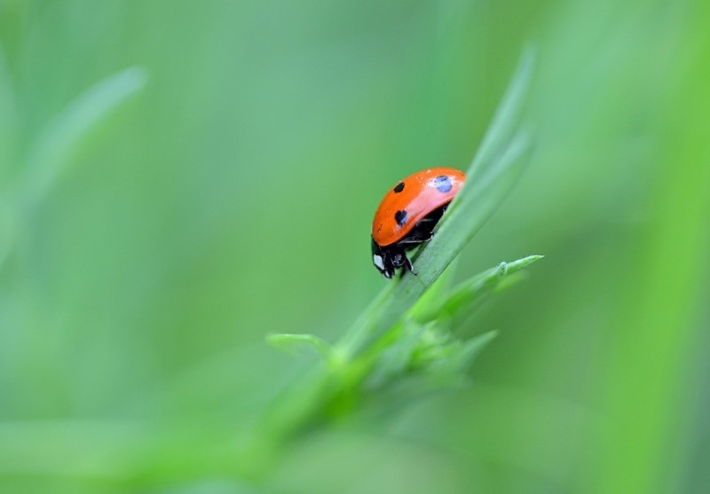Seven-spot Ladybird - Insects, beetles, spiders, etc.