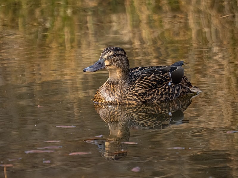 Mallard - Dabbling ducks