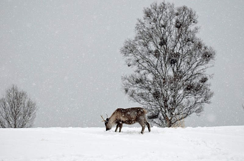 Reindeer - North Norway - March 2012