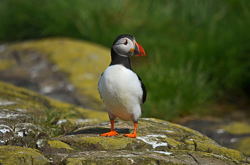 Puffin - Puffins