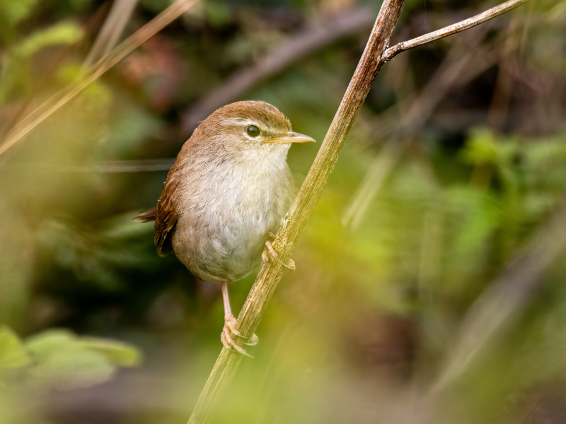 Cetti's Warbler - Latest photos